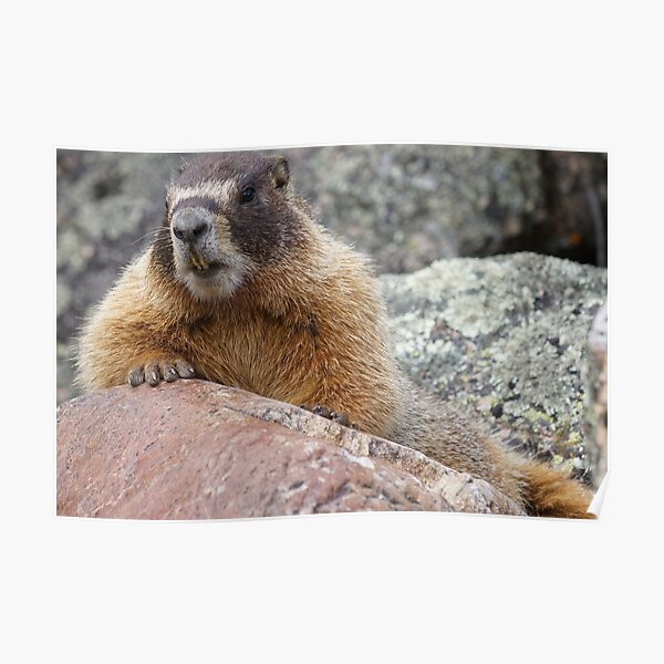 Marmot Poster