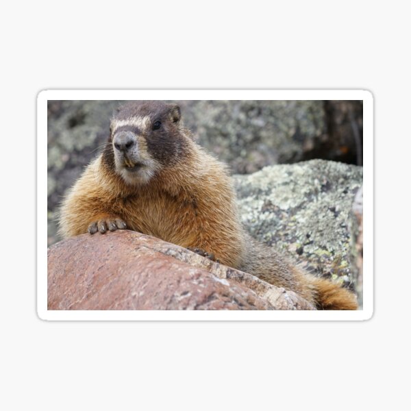 Marmot Sticker