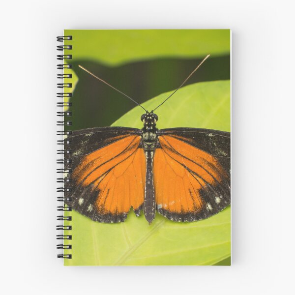Item preview, Orange, black and white butterfly designed and sold by Dolfilms.