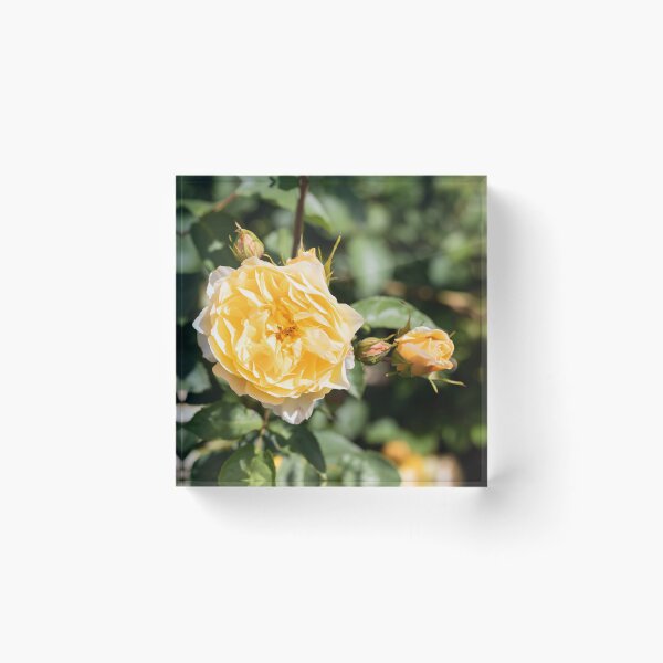 Item preview, Summer Roses In The Garden designed and sold by Tanya C  Smith.