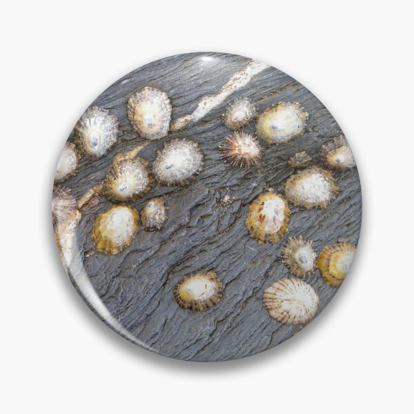 Item preview, Shells designed and sold by Photoboxything.