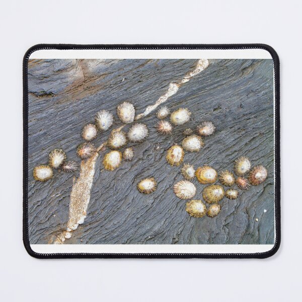 Item preview, Shells designed and sold by Photoboxything.