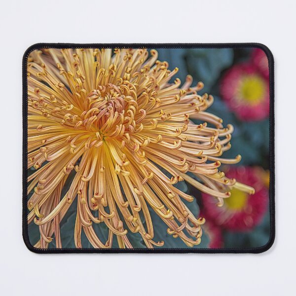 Item preview, USA. Pennsylvania. Longwood Gardens. Chrysanthemum. designed and sold by vadim19.