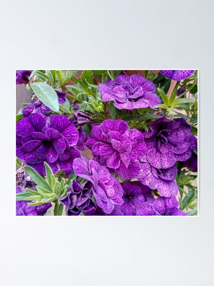 Póster «Flores de verano de color morado oscuro, tonos de lila.» de  sunrise-lover | Redbubble