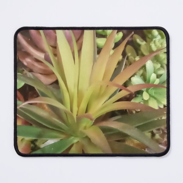 Artikelvorschau, SEDUM PALMERI GRAPTOPETALUM entworfen und verkauft von PCCARES.