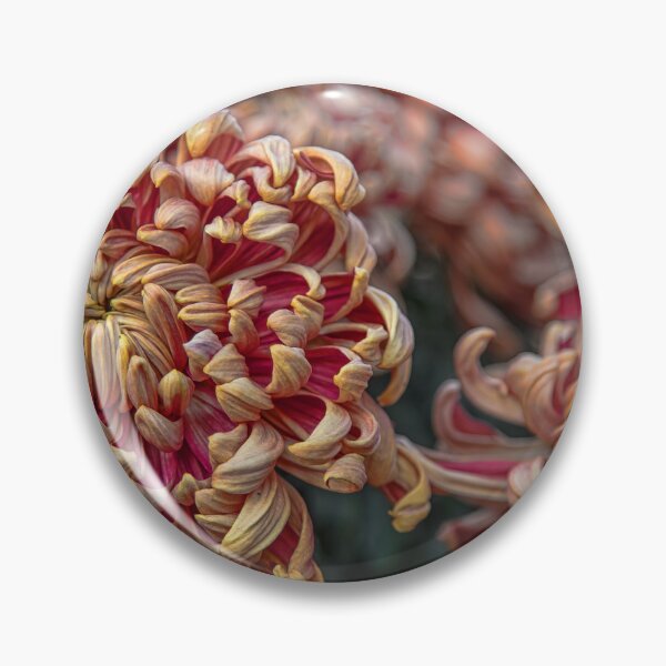 Item preview, USA. Pennsylvania. Longwood Gardens. Chrysanthemums. designed and sold by vadim19.