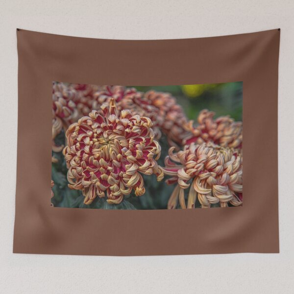 Item preview, USA. Pennsylvania. Longwood Gardens. Chrysanthemums. designed and sold by vadim19.