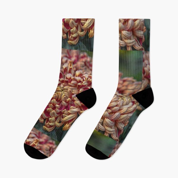 Item preview, USA. Pennsylvania. Longwood Gardens. Chrysanthemums. designed and sold by vadim19.