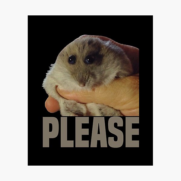 Hampter Meme Funny Hamster Photographic Print For Sale By