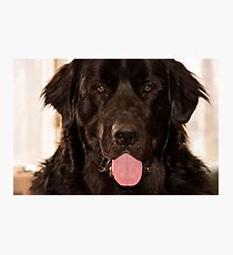 Ruh Roh Photographic Print