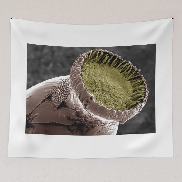 Item preview, Wheel Bug Egg designed and sold by ben-george.