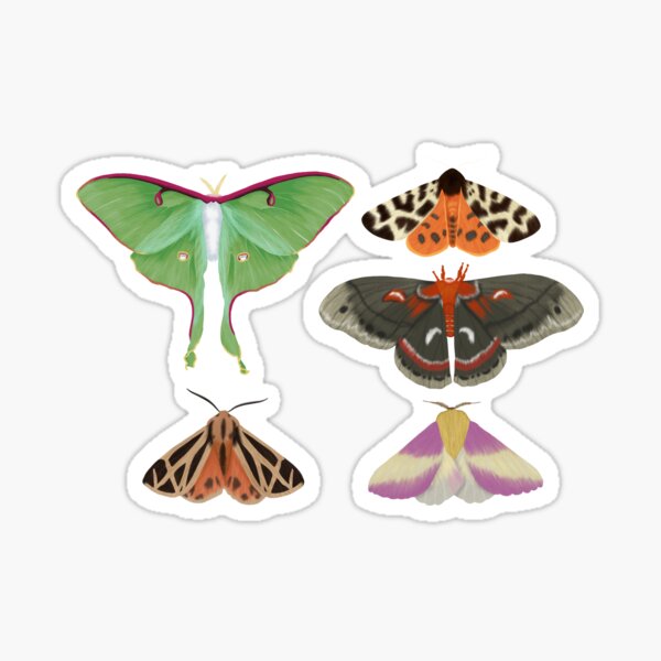 Cecropia Moth Sticker – TeaToucan