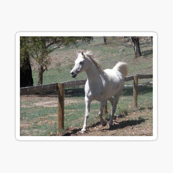 Arabian Princess Sonata in Motion Sticker