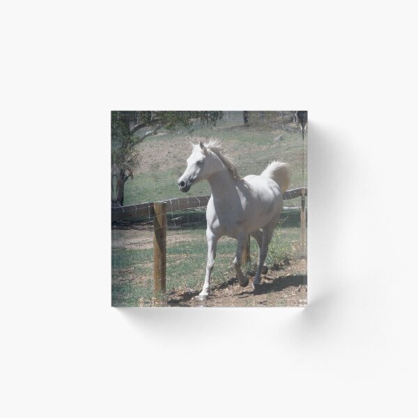 Arabian Princess Sonata in Motion Acrylic Block