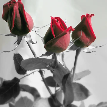 Artwork thumbnail, Red Roses by Luis Correia