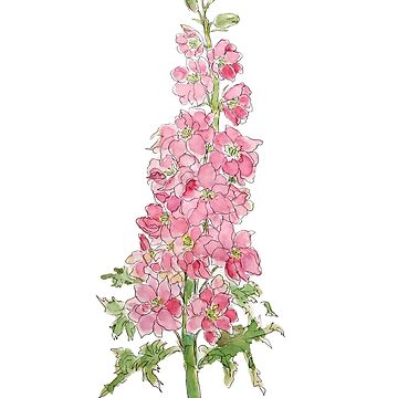 Dried Pink Larkspur Flowers, Pink Delphinium