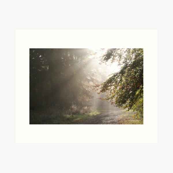 A Misty Autumn Morning In The Forest Art Print