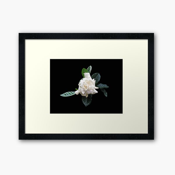 Flora Pura Framed Art Print