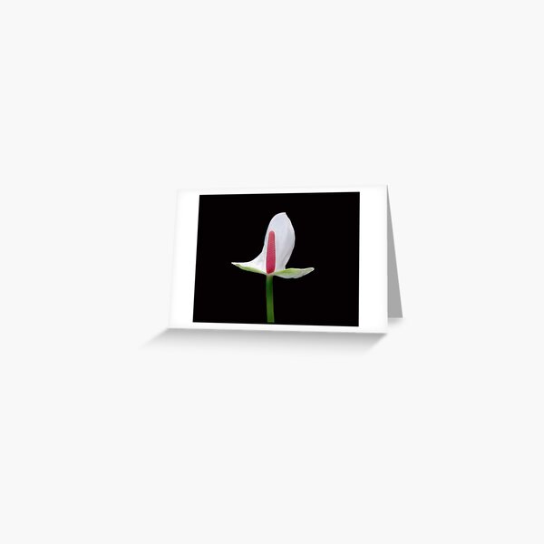 LILLY Greeting Card
