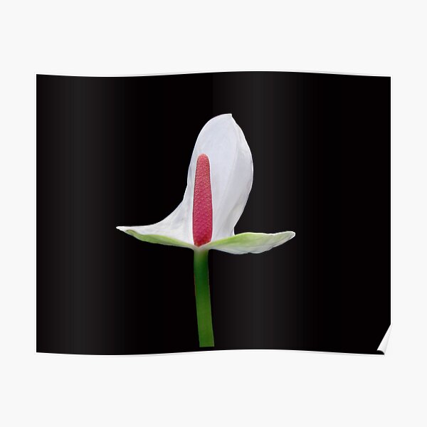 LILLY Poster
