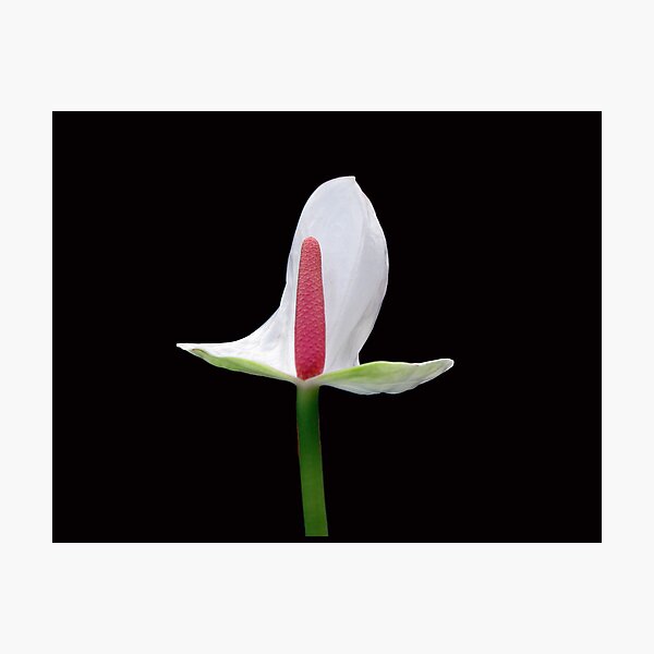 LILLY Photographic Print
