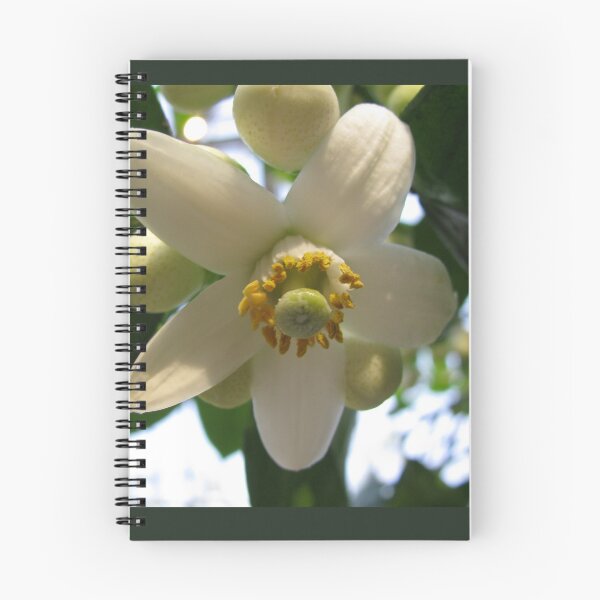 Item preview, Grapefruit Blossom designed and sold by Betty Mackey.