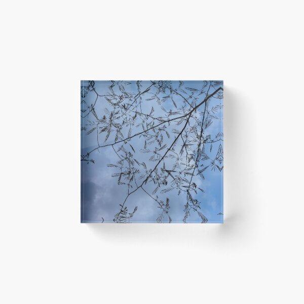 Item preview, Graceful Lace in the Sky - Mimosa Leaves and Buds Against Dusk Clouds - Vertical View Downwards Right designed and sold by Georgia Mizuleva.