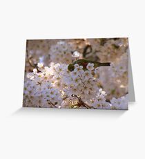 AhahahCHOO!! Blimey I'm Lucky I Don't Have Hay-Fever!! - Silvereye - NZ Greeting Card