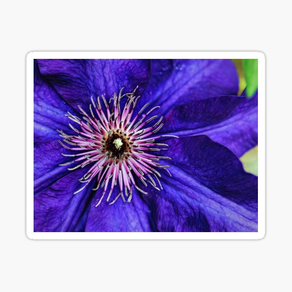 The Goodness Of Nature Sticker