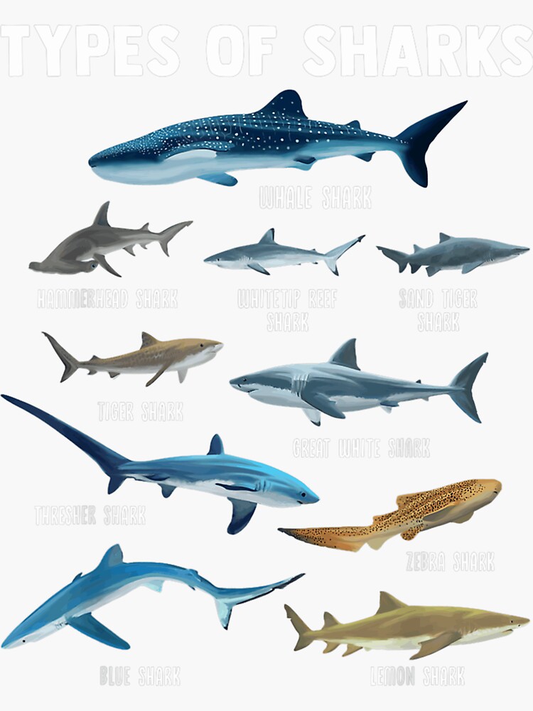 4 TYPES OF SHARK Baby Shark Hammerhead Catshark' Water Bottle