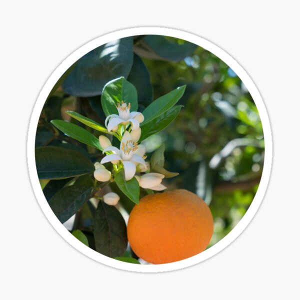 White orange blossom, fruits and floral beauty in the mediterranean sunlight Sticker