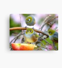 AND SO!!.. Where Is The Better Half? - Silver-Eye - NZ Canvas Print