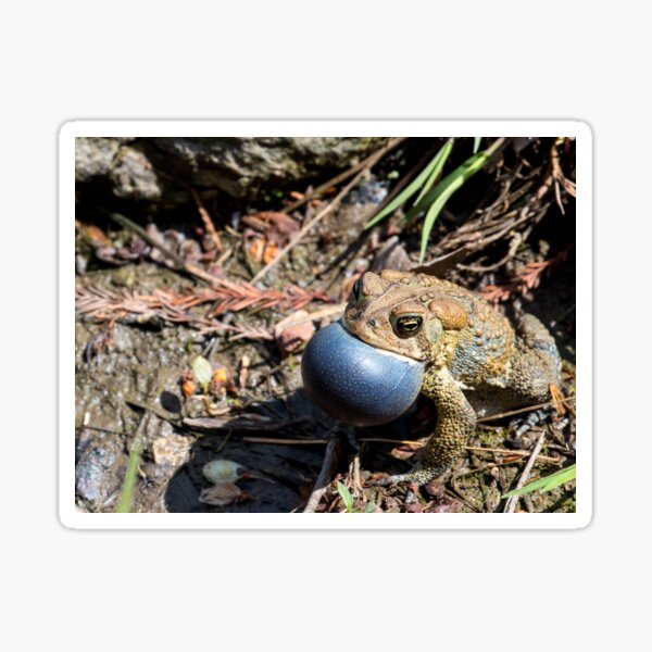 Item preview, American Toad Loud and Proud designed and sold by Dylan Lawrence.
