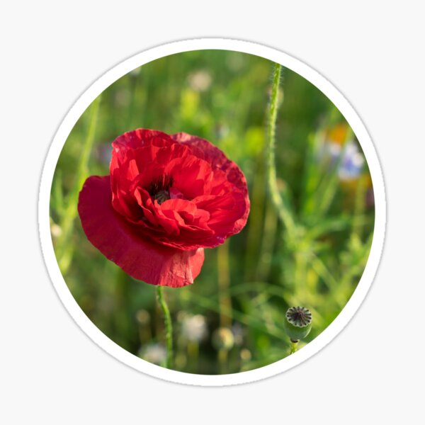 Red poppy and green summer meadow Sticker