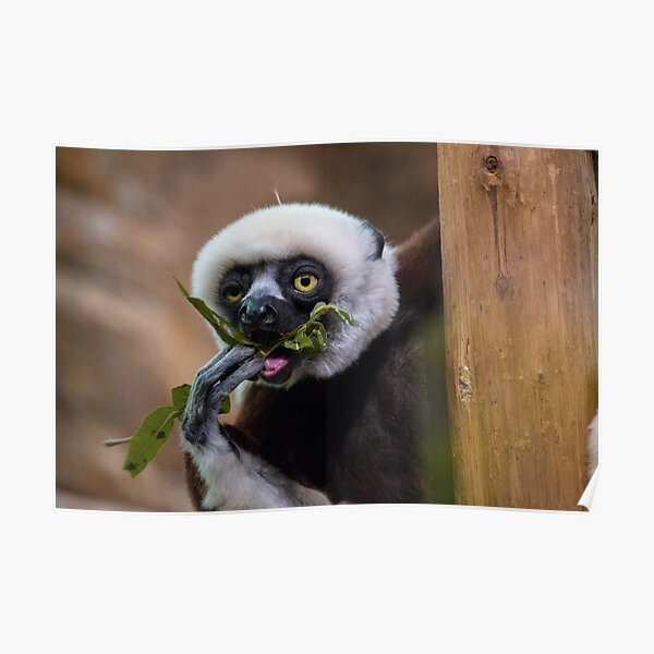 Zoboomafoo on Lunch Break Poster