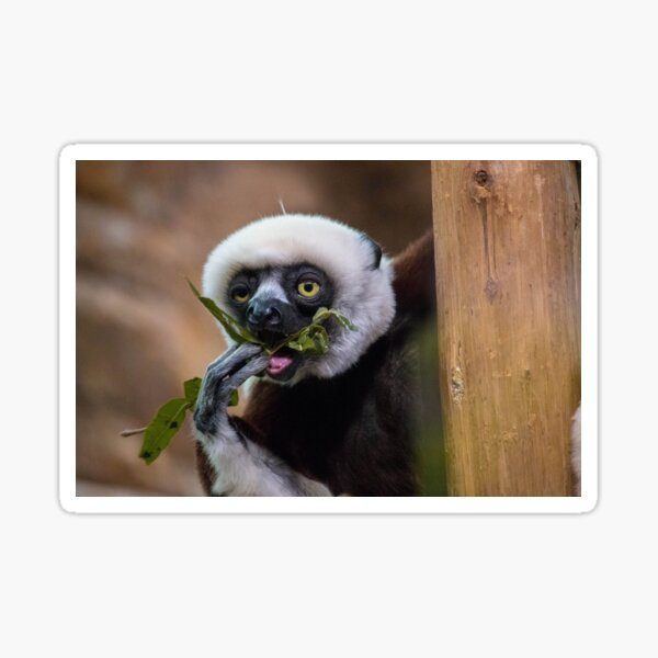 Zoboomafoo on Lunch Break Sticker