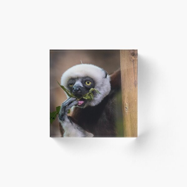 Zoboomafoo on Lunch Break Acrylic Block