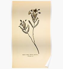 Harper's Guide to Wild Flowers 1912 Creevey, Caroline and Stickney, Alathea 144 Pale Laurel Poster