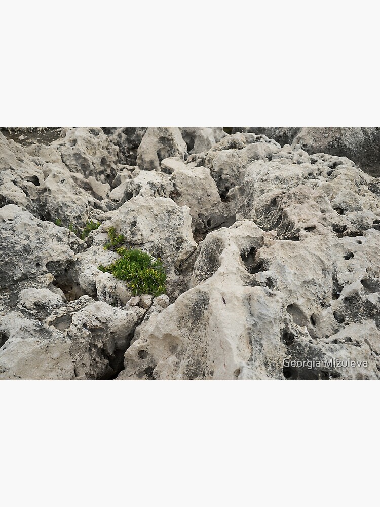 Life on Bare Rock - Weathered Limestone and Little Green Survivors by GeorgiaM