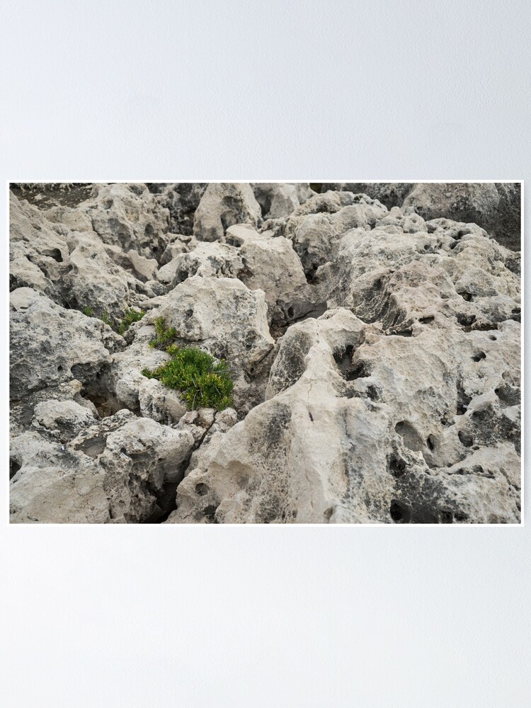 Alternate view of Life on Bare Rock - Weathered Limestone and Little Green Survivors Poster