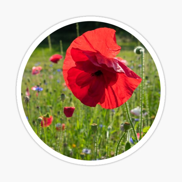 Bright red poppy flower, blooming summer meadow Sticker