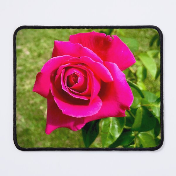 Item preview, Rad Rose of Delightfully Deep Pretty Pink designed and sold by KazM.