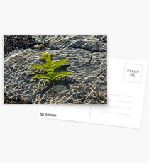 Submerged Beauty - Rainbow Ripples and a Jade Green Oak Leaf Postcards