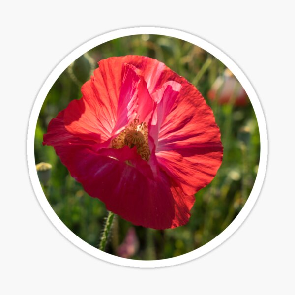 Red poppy blossom, soft petals and summer meadow Sticker
