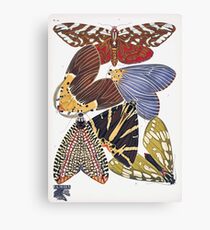 Emile Allain Séguy or Seguy Papillons Butterflies 1925 033 Canvas Print