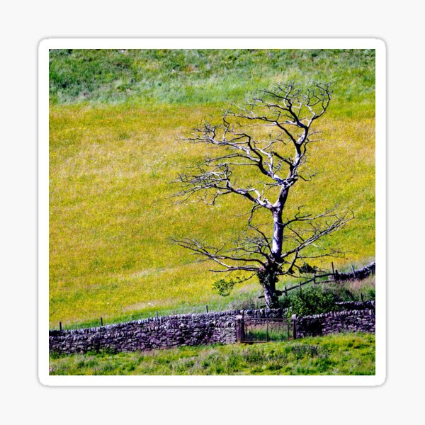Tree in a Field Sticker