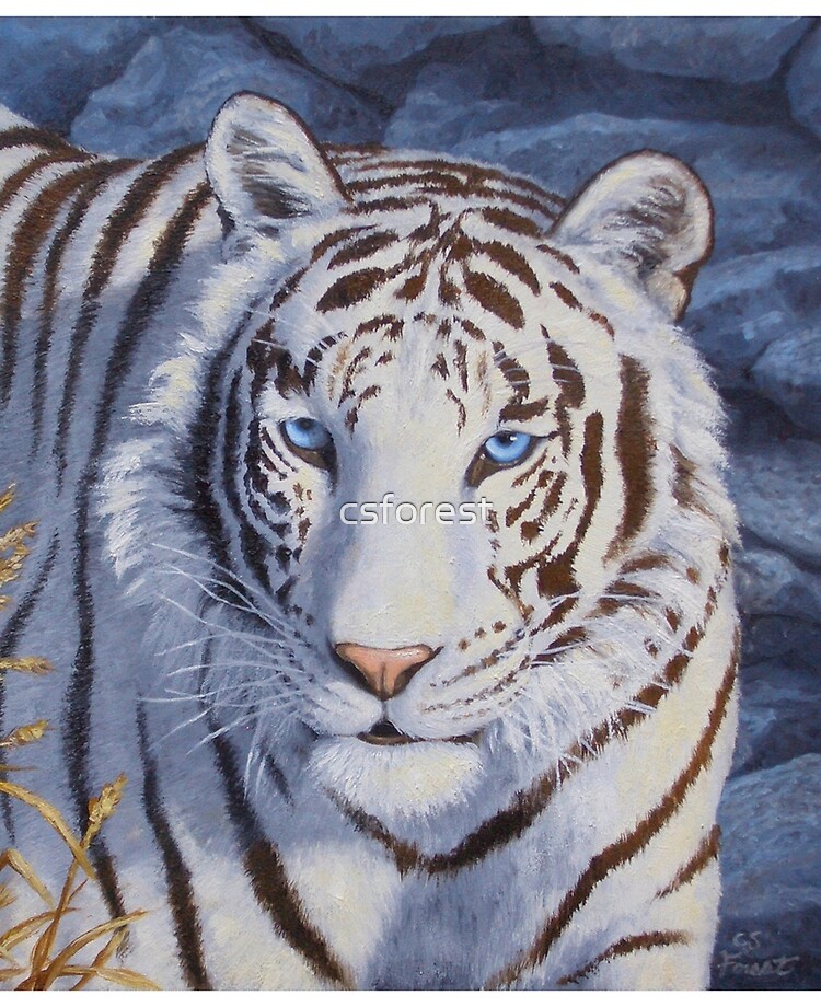 tiger with blue eyes