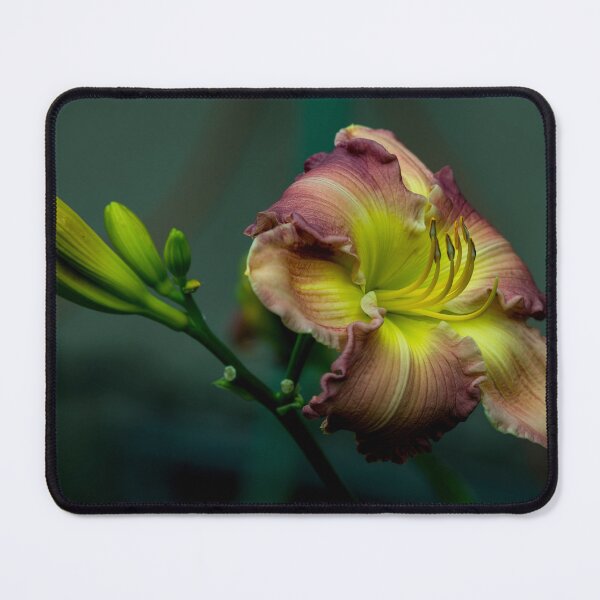 Item preview, Daylily "Wisteria" designed and sold by Michael Cummings.