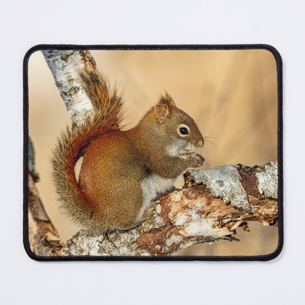Item preview, Red Squirrel designed and sold by Michael Cummings.