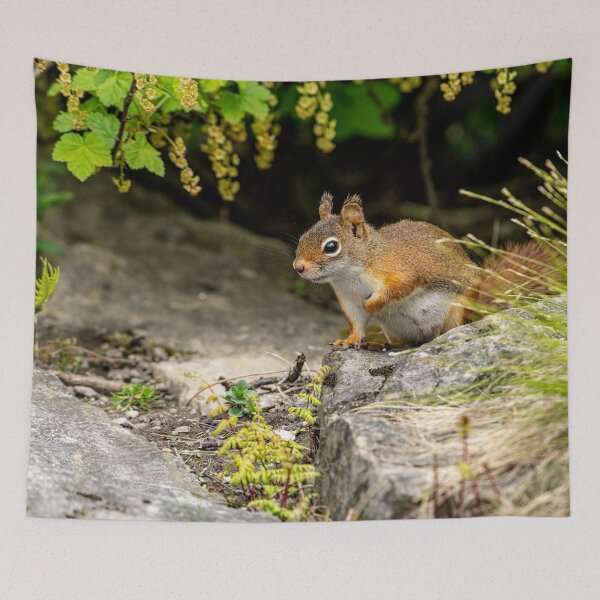 Item preview, Red Squirrel designed and sold by Michael Cummings.
